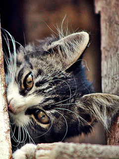 images