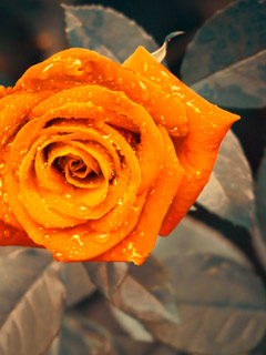 images